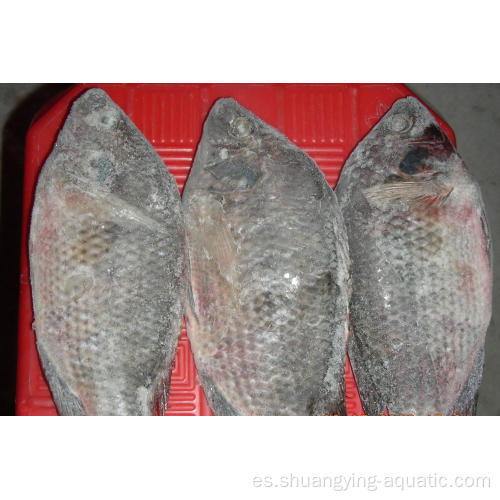 Pescado de tilapia negro redondo y redondo congelado 300-500G